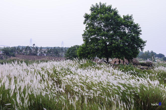 Romantic-White-Reed-Flowers-in-Hanoi5