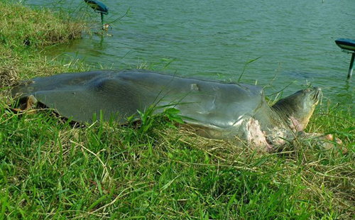 hoan kiem turtle