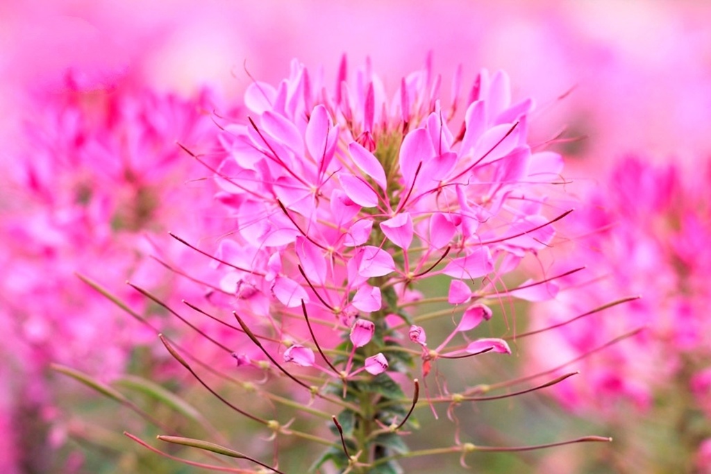Cleome-Spinosa-Spider-Flowers (5)