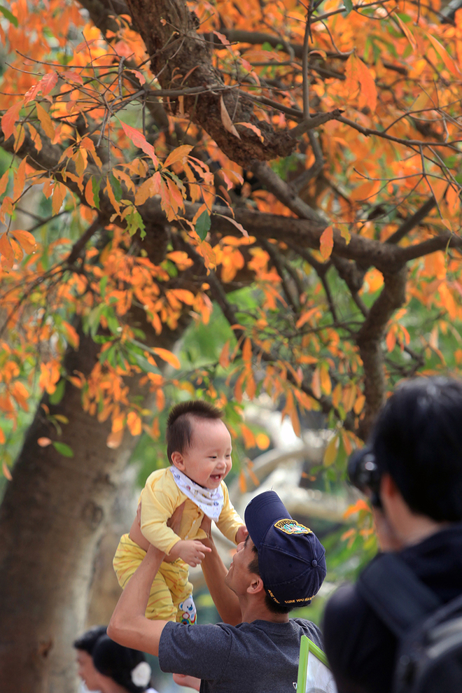 Barringtonia-Acutangula-Hanoi   (1)