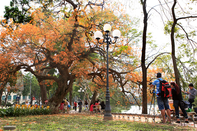 Barringtonia-Acutangula-Hanoi   (4)