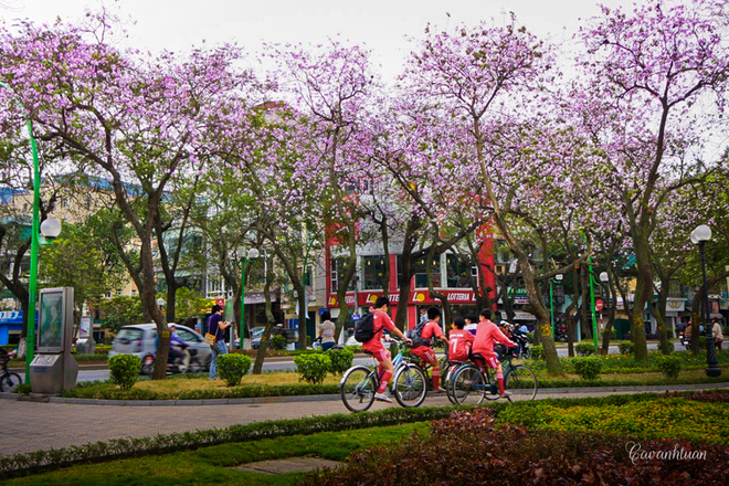 Thanh Nien street becomes more romantic in the purple color of bauhinia flowers