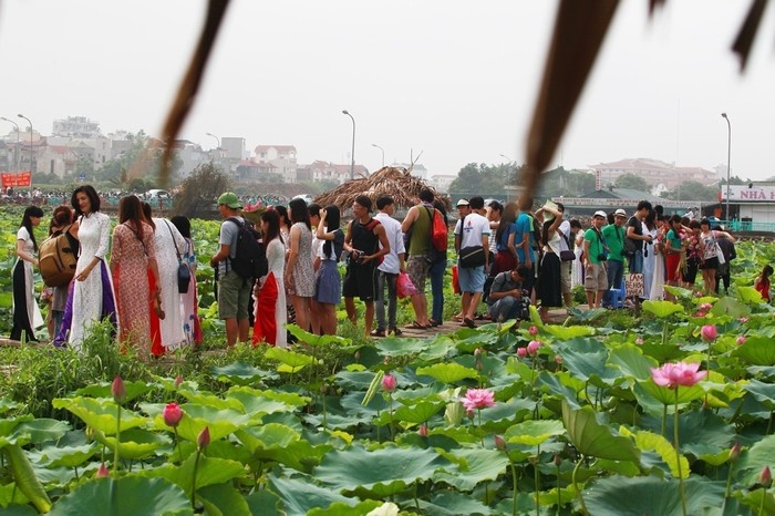 West Lake Lotus Flowers  (10)