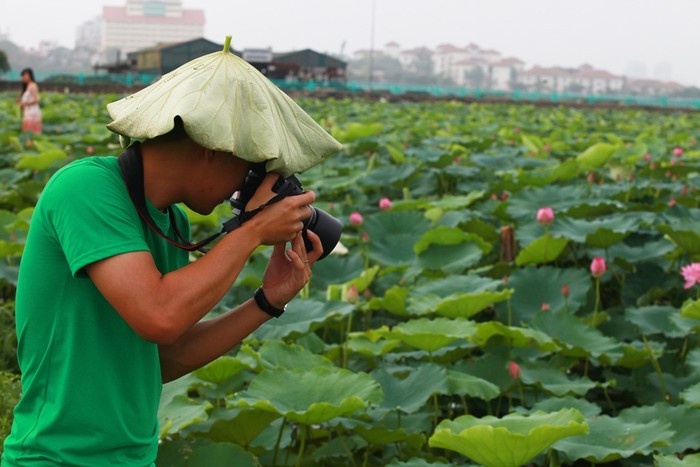 West Lake Lotus Flowers  (11)