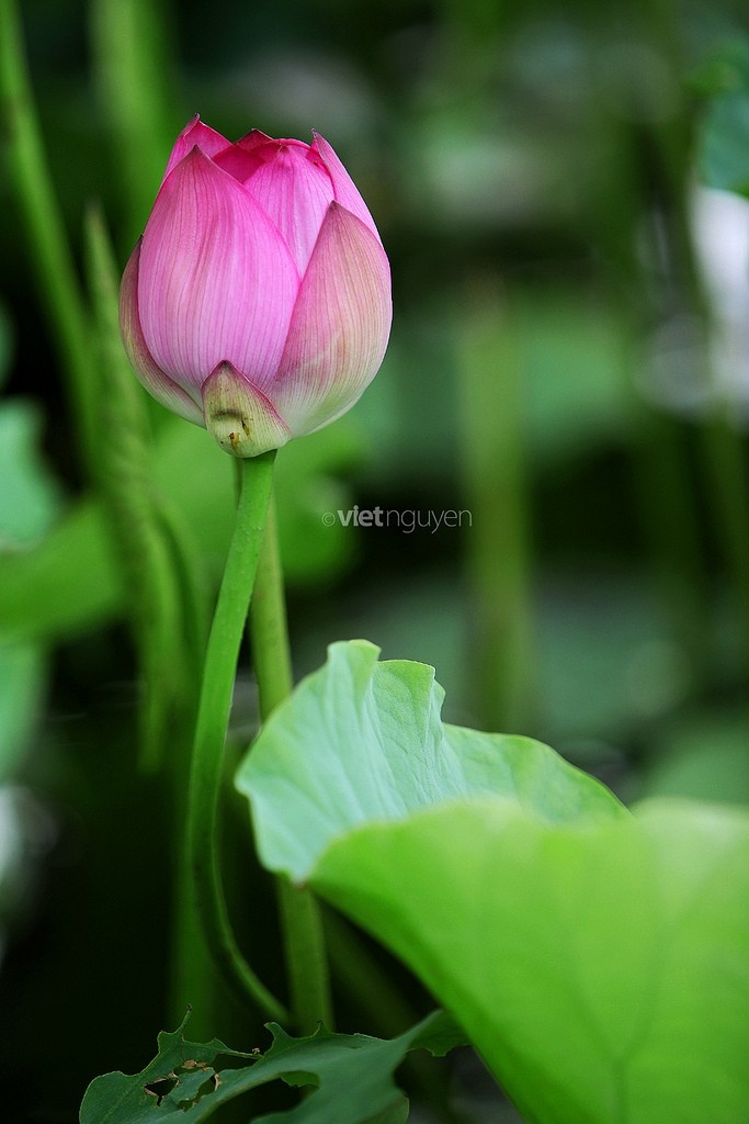West Lake Lotus Flowers  (12)