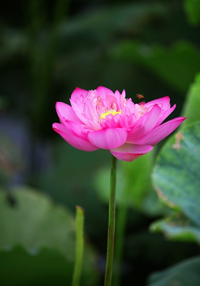 West Lake Lotus Flowers  (13)
