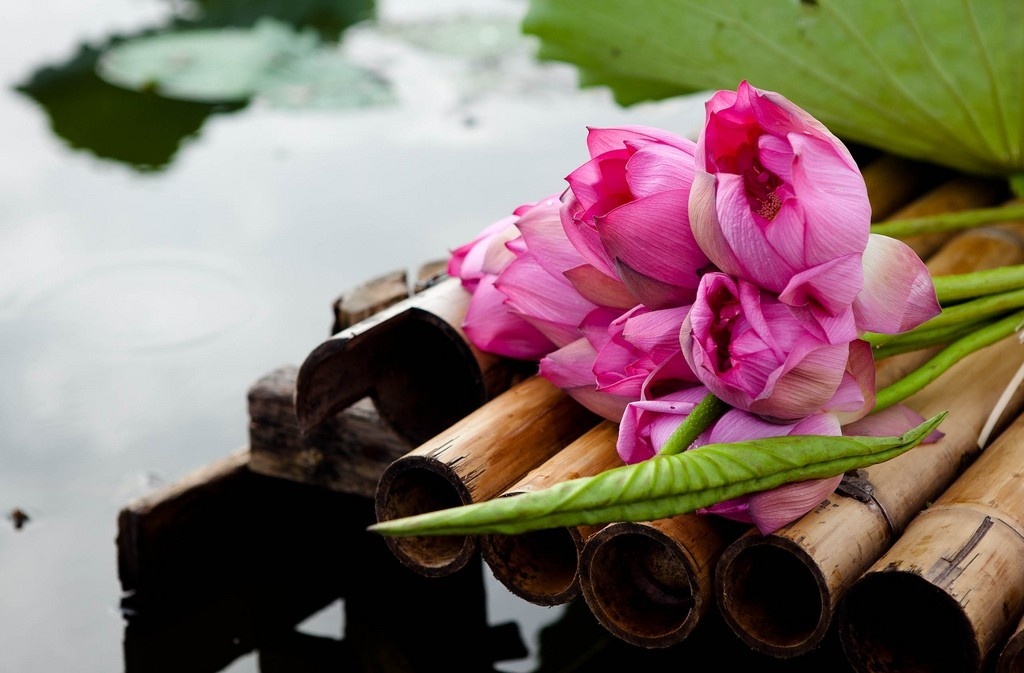 West Lake Lotus Flowers  (14)