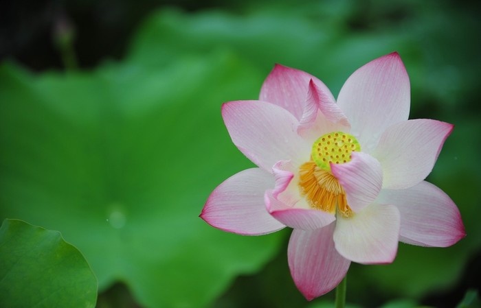 West Lake Lotus Flowers  (5)