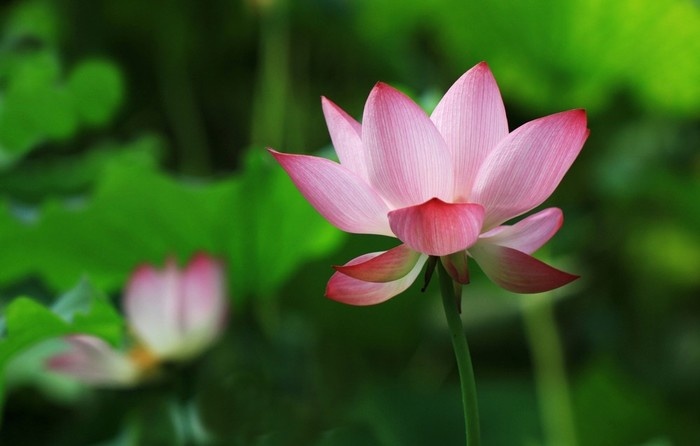 West Lake Lotus Flowers  (6)