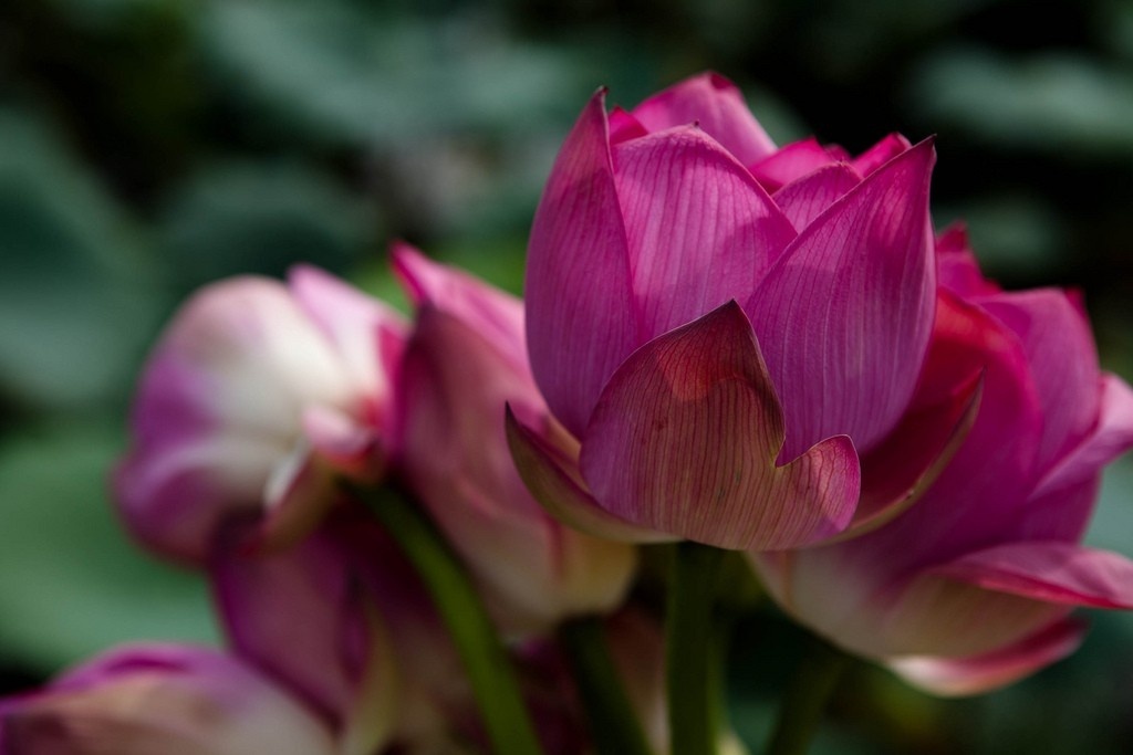 West Lake Lotus Flowers  (9)