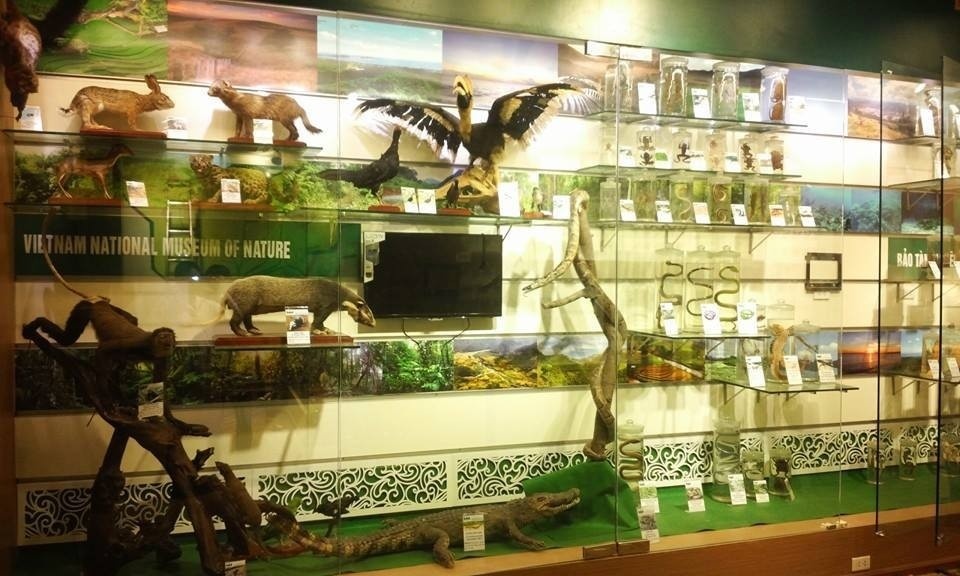 Vietnam National Museum of Nature (10)
