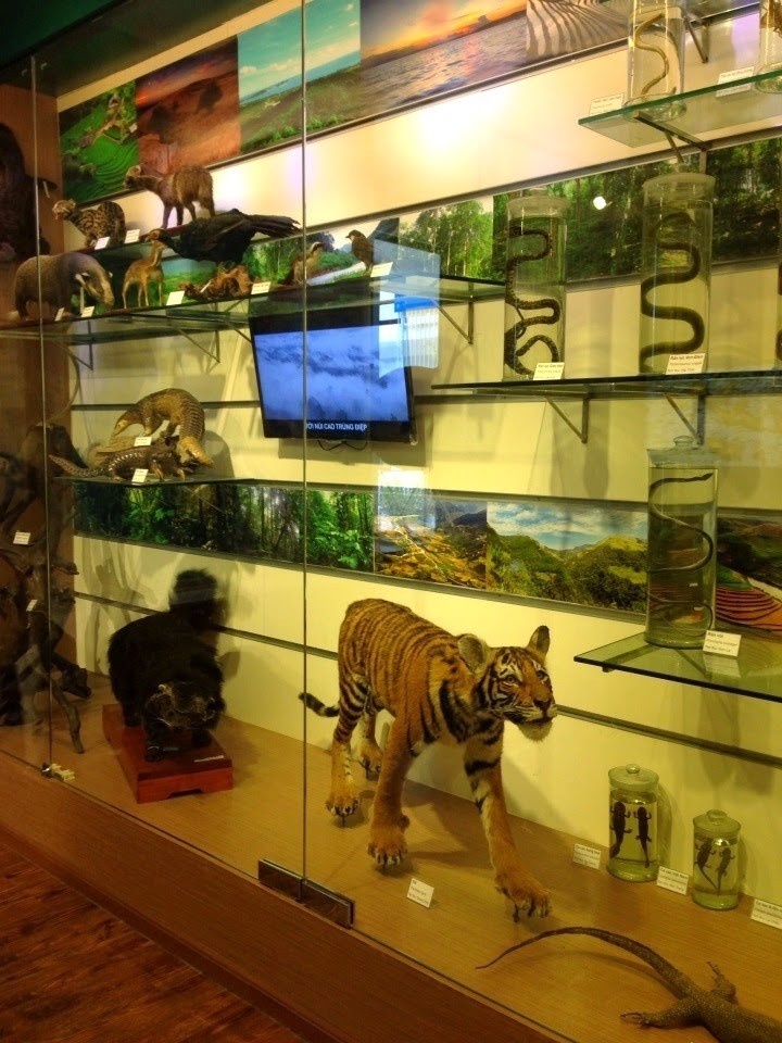 Vietnam National Museum of Nature (15)