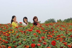Flower Red River Ground Attracts A Lot Of Visitors