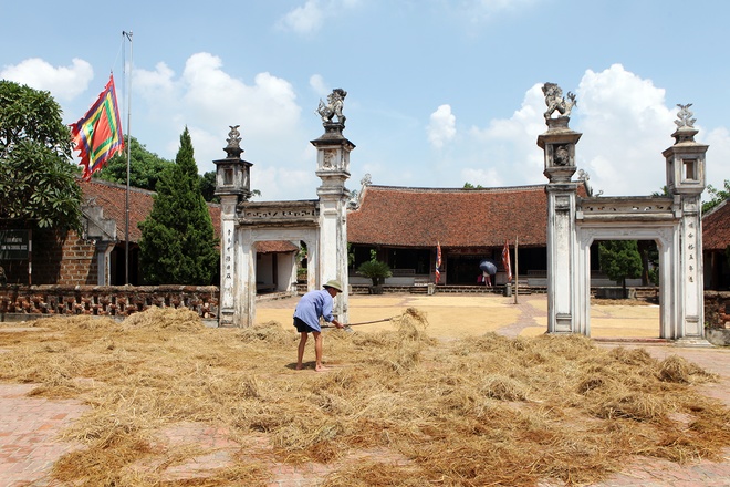 Yellow Straw Spreading Across Duong Lam Roads (1)