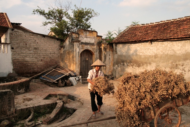 Yellow Straw Spreading Across Duong Lam Roads (10)