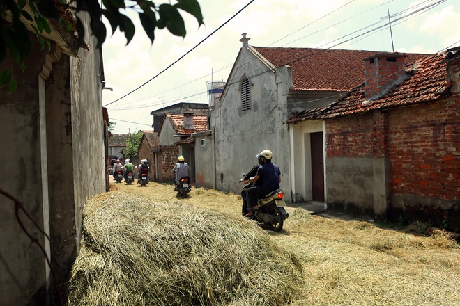 Yellow Straw Spreading Across Duong Lam Roads (2)