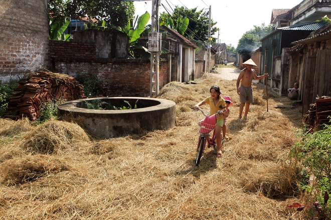 Yellow Straw Spreading Across Duong Lam Roads (5)