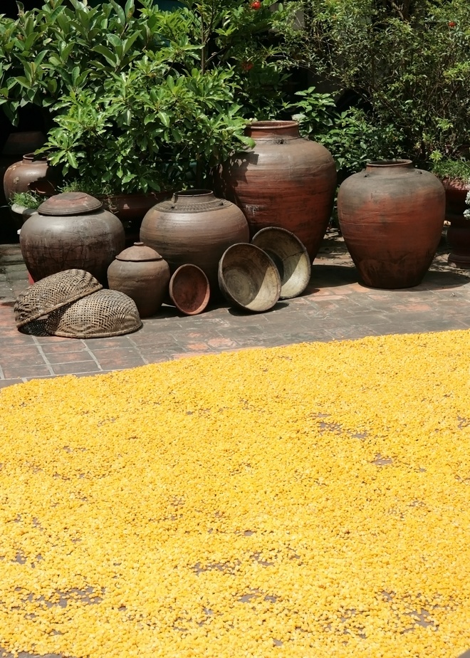 Yellow Straw Spreading Across Duong Lam Roads (6)