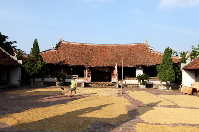 Yellow Straw Spreading Across Duong Lam Roads (8)