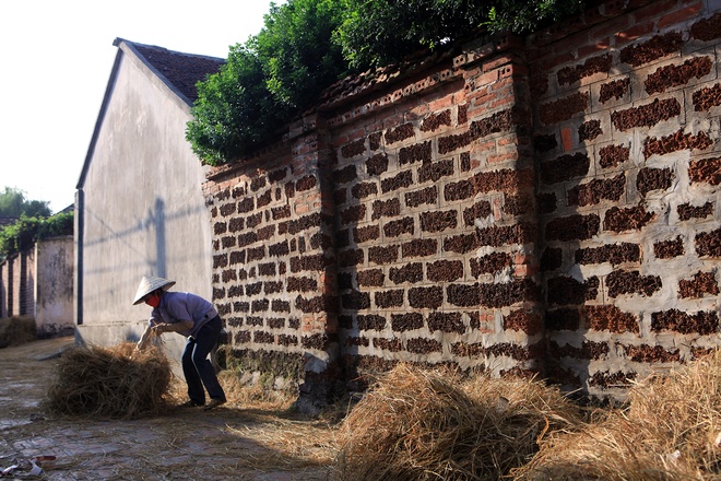 Yellow Straw Spreading Across Duong Lam Roads (9)