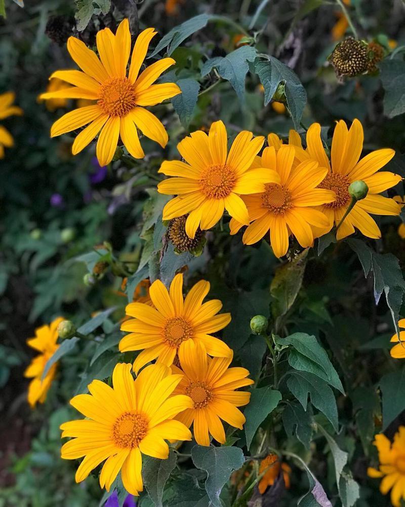 Beautiful wild sunflowers