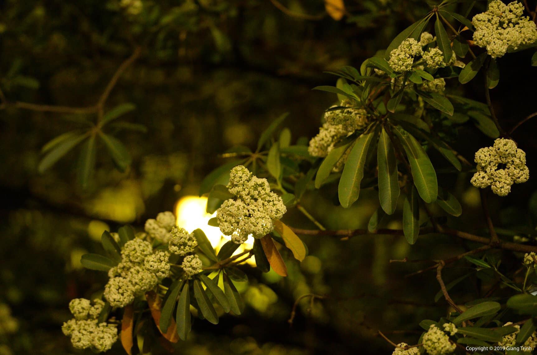 Hoa Sua quietly show their scent at a lightly cold night in the autumn of Han